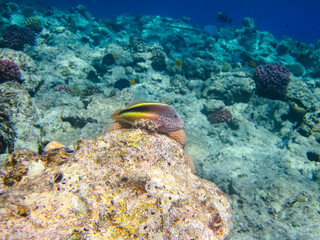 Naklejka na ściany i meble Paracirrhites forsteri in a coral reef of the Red Sea