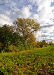 Am Main bei Grafenrheinfeld, Landkreis Schweinfurt, Unterfranken, Franken, Bayern, Deutschland