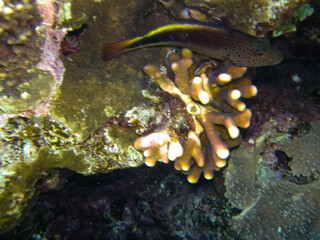 Paracirrhites forsteri in a coral reef of the Red Sea