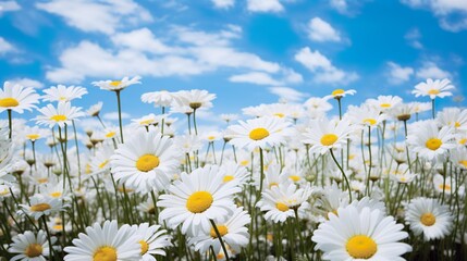 a field of daisy flowers