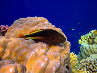 Paracirrhites forsteri in a coral reef of the Red Sea