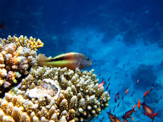Paracirrhites forsteri in a coral reef of the Red Sea