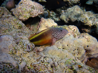 Paracirrhites forsteri in a coral reef of the Red Sea