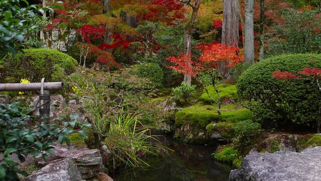 Japanese zen garden in Kyoto in autumn, gimbal shot of beautiful autumn garden with red maple trees in Japan, Japanese momiji in Kyoto