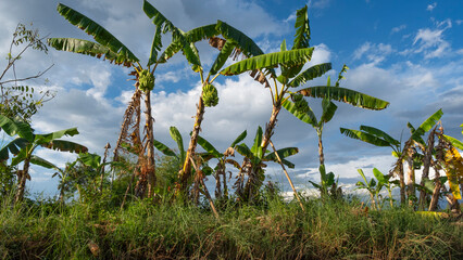 Banana Trees in INle Lake of Myanmar