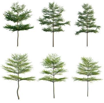 Terminalia mantaly png transparent