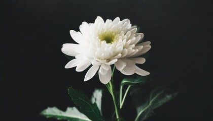 White chrysanthemum on black background, condolences