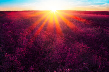 Field is covered in purple flowers and the sun’s rays are shining through them.