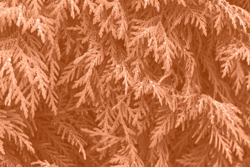 Peach Fuzz color leaf texture, nature monochrom background. Color of the year 2024