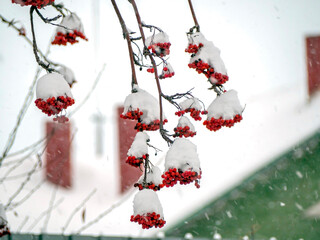 berries on the branches of mountain ash covered with snow