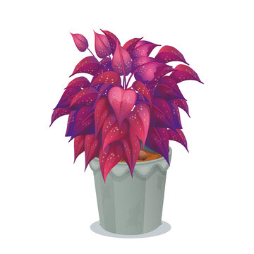 Iresine herbstii pink plant in a pot isolated on white on transparent background.