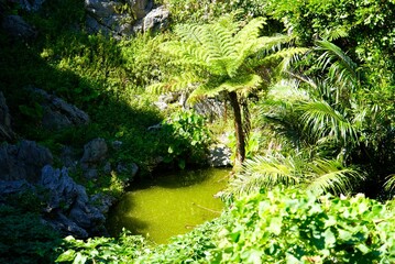 Landscape of  Yanbaru National Park, Okinawa