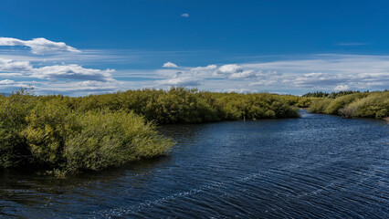 Lush green bushes grow on the shore of the blue lake. Ripples on the water. Clouds in the azure sky. Argentina. Patagonia. Lago Argentino. Redonda Bay. El Calafate
