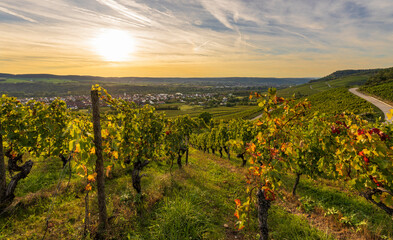 Naklejka premium Weinberge bei Thüngersheim am Main im Abendlicht, Landkreis Main-Spessart, Unterfranken, Bayern, Deutschland