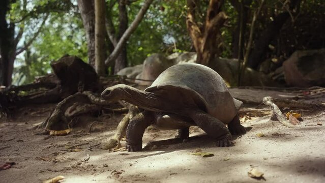 Close up with a wild turtle in its natural habitat unbothered
