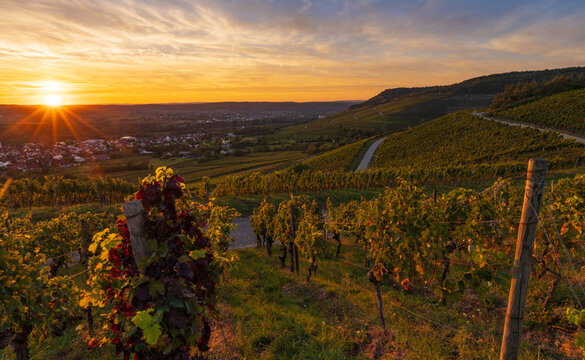Weinberge bei Th&uuml;ngersheim am Main im Abendlicht, Landkreis Main-Spessart, Unterfranken, Bayern, Deutschland