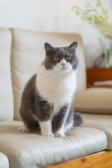British shorthair cat sitting on sofa
