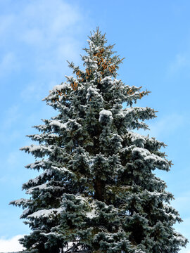Superbe &eacute;pinette bleue avec de la neige sur les branches. Il y a pleins de cocottes dans la cime de l'arbre.  Le ciel est bleu avec quelques nuages blancs presque transparent.