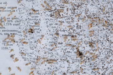 Damaged paper eaten by termite or white ant, top view