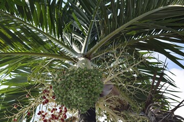 Fototapeta premium palm tree