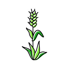 plant green wheat color icon vector. plant green wheat sign. isolated symbol illustration