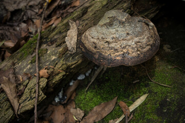 Old poisonous mushroom on the wood,