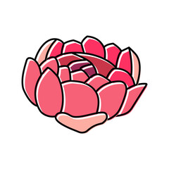 peony blossom spring color icon vector. peony blossom spring sign. isolated symbol illustration