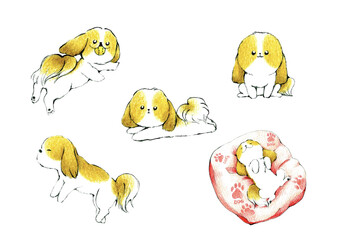 かわいいシーズー犬のいろんな表情3