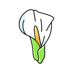 calla lily blossom spring color icon vector. calla lily blossom spring sign. isolated symbol illustration