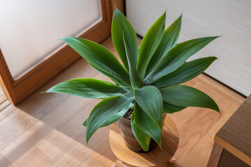 植物のある部屋　アガベ アテナータ