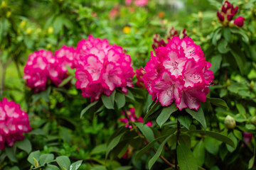 różowy rododendron w ogrodzie, pink rhododendron	