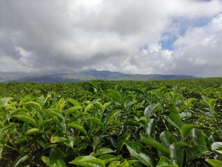 Makassar Indonesia 8 December 2023, A large tea plantation in the highlands located in Malino, South Sulawesi 