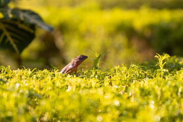 Animal in Nation Garden of Bangladesh