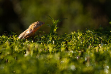 Animal in Nation Garden of Bangladesh