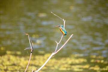 Beautiful birds in Bangladesh
