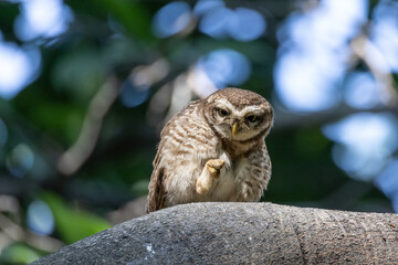 Beautiful birds in Bangladesh