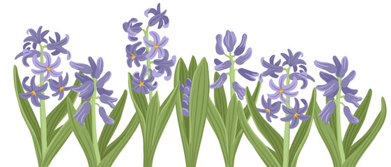 hyacinth, spring flowers, vector drawing wild plants at white background, floral border, hand drawn botanical illustration