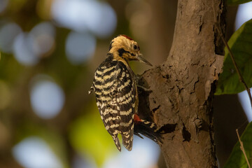 Beautiful birds in Bangladesh
