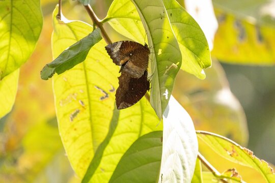 Beautiful butterfly in Bangladesh