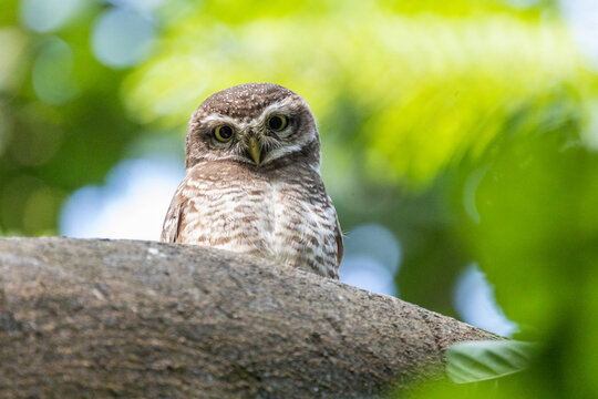 Beautiful birds in Bangladesh