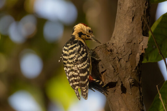 Beautiful birds in Bangladesh