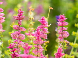 Salvia pink flowers with green leaves Blossom, medicinal plant in summer, close-up