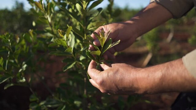 Slow Motion Of Worker Or Yerbatero Inspecting  Leaves Of Yerba Mate Plant Before Cultivating