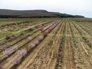 Fototapeta na wymiar Aerial view of blooming peach trees at a fruit farm arranged in rows. Peach garden, row of blooming trees, pink flowers on the branches starting to bloom. Produce, agriculture, farming concept