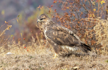 Common Buzzard in autumn mountain