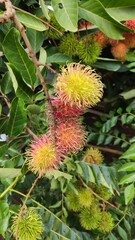 rambutan fruit, a local fruit native to Indonesia version 6