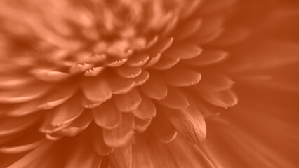 Gerbera petals in macro, beautiful peach shade of the flower