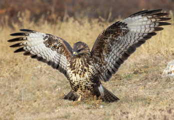 Common Buzzard in autumn mountain