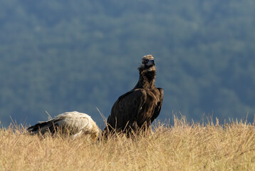 Cinereous vulture sitting on feeding station
