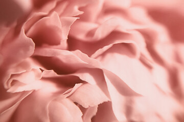 Fototapeta premium Macro photography of a peony. Beautiful pink delicate background with flower petals.